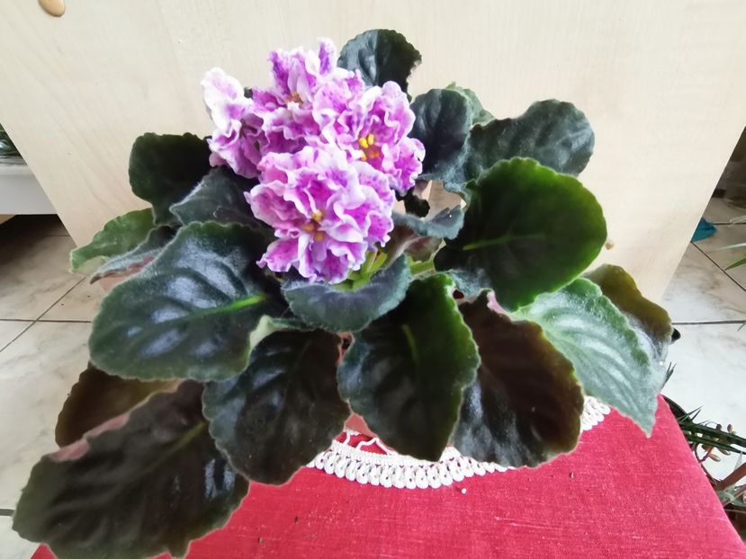  - LE Rozmari de la AM