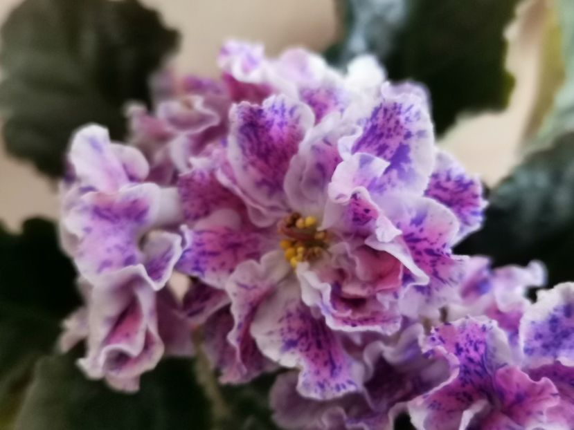  - LE Rozmari de la AM