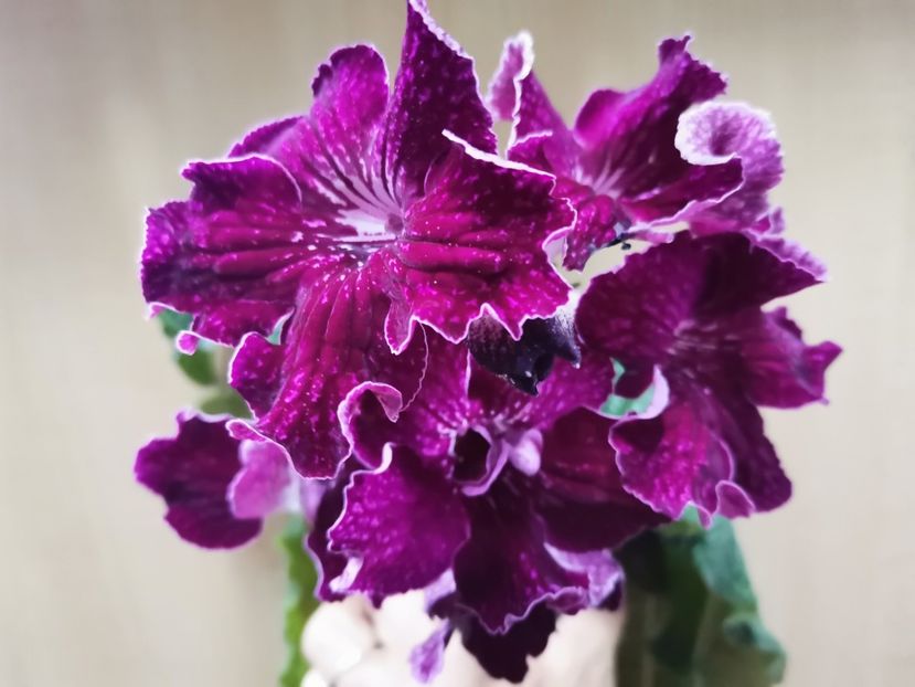  - Streptocarpusi 2021