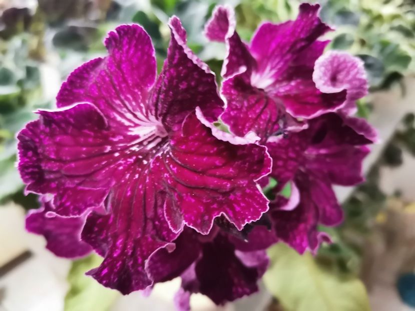  - Streptocarpusi 2021