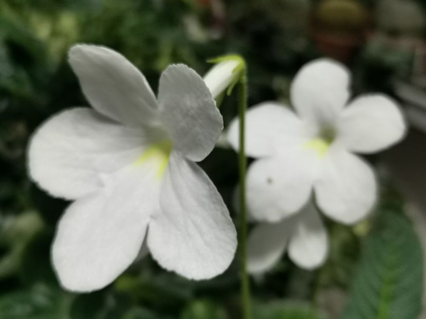  - Streptocarpusi 2021