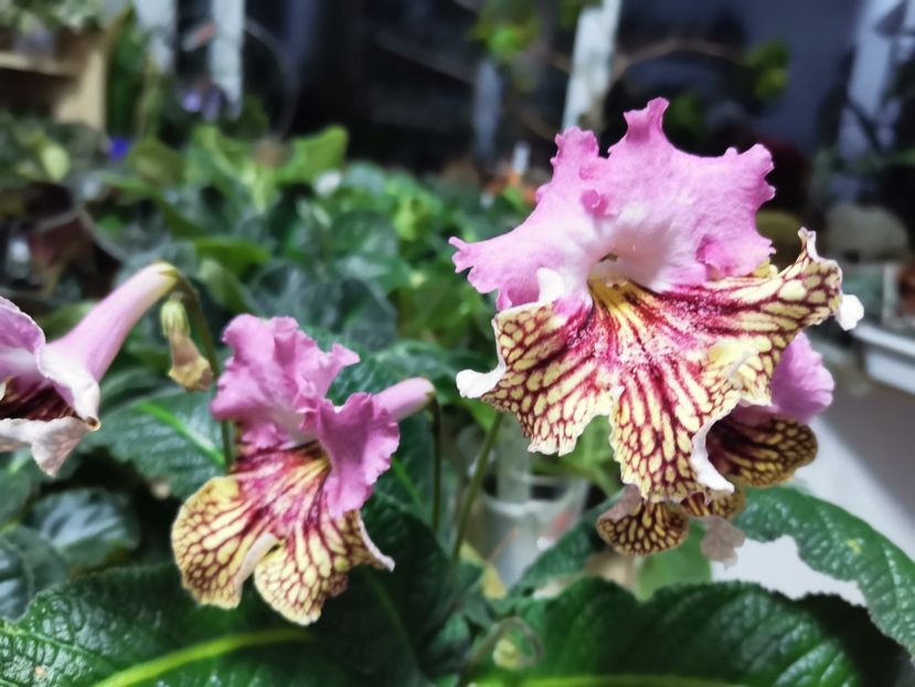  - Streptocarpusi 2021