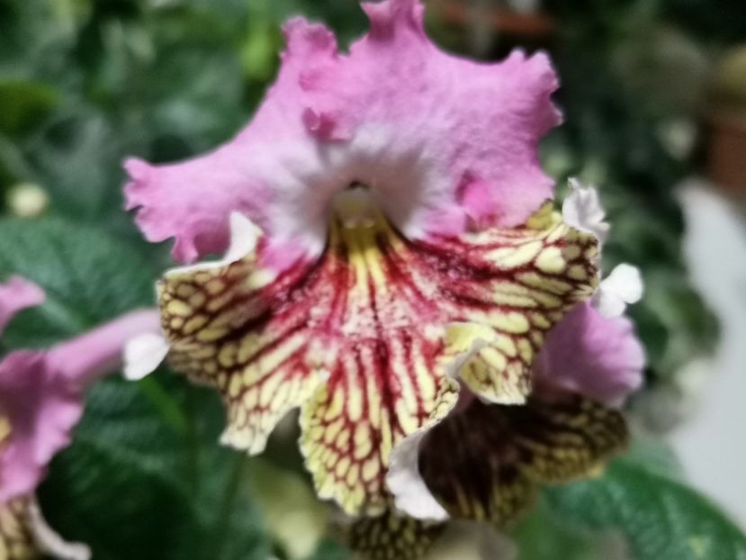  - Streptocarpusi 2021