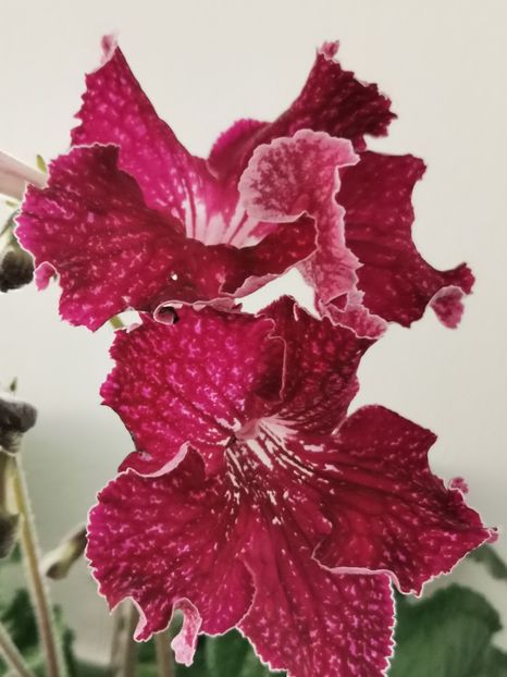  - Streptocarpusi 2021