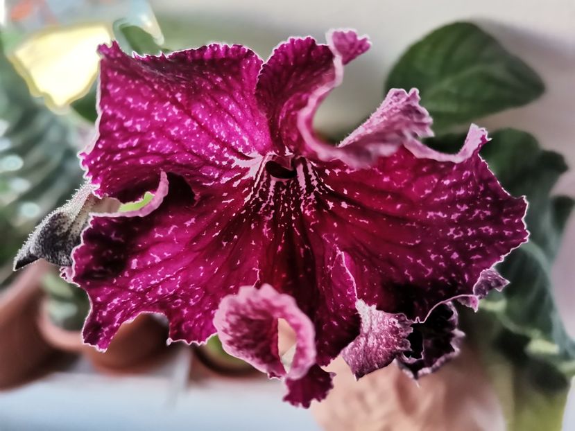  - Streptocarpusi 2021