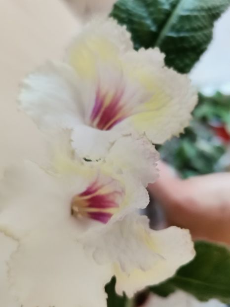  - Streptocarpusi 2021