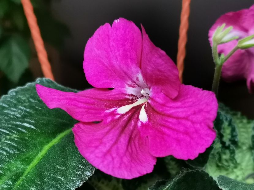  - Streptocarpusi 2021