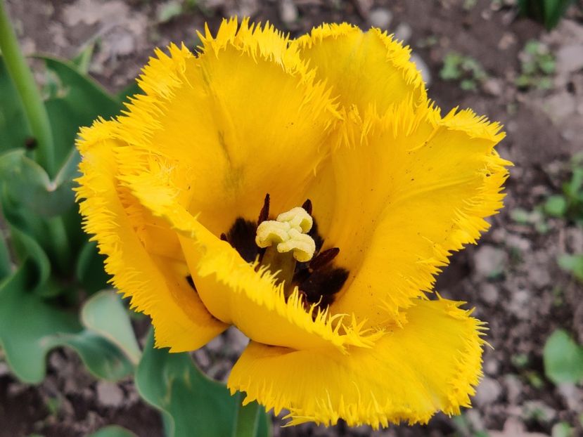 Crystal star - Lalele