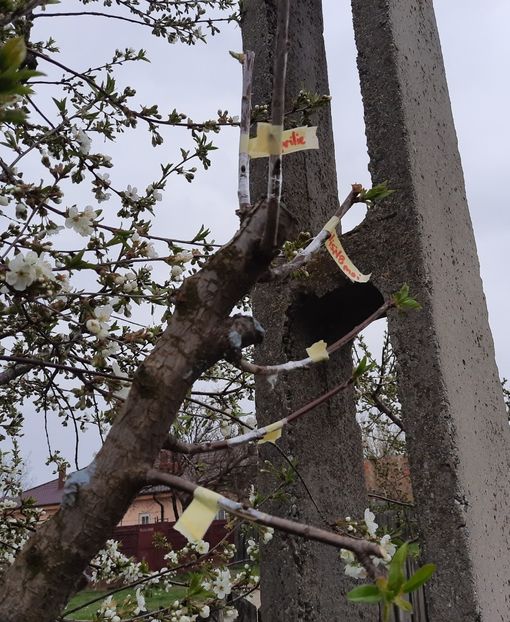 Visin timpuriu Simplificată în coroană - Altoiri 2021