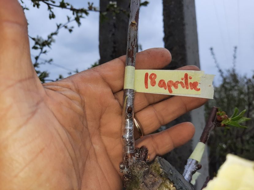 18 aprilie altoirea , cred cea mai târzie făcută de mine pana acum - Altoiri 2021