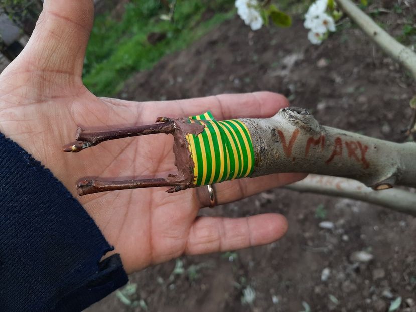 Sub scoarță păr - Altoiri 2021