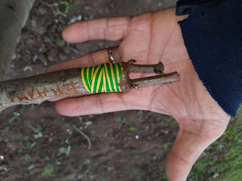 Despicătură Packhams Triumf - Altoiri 2021