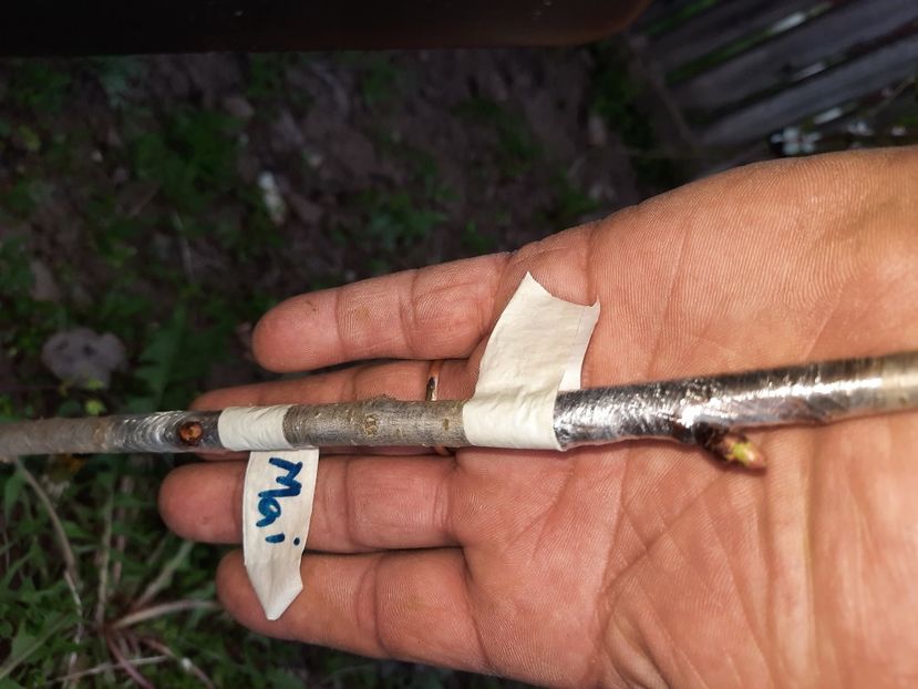 Cires de mai simplificată - Altoiri 2021