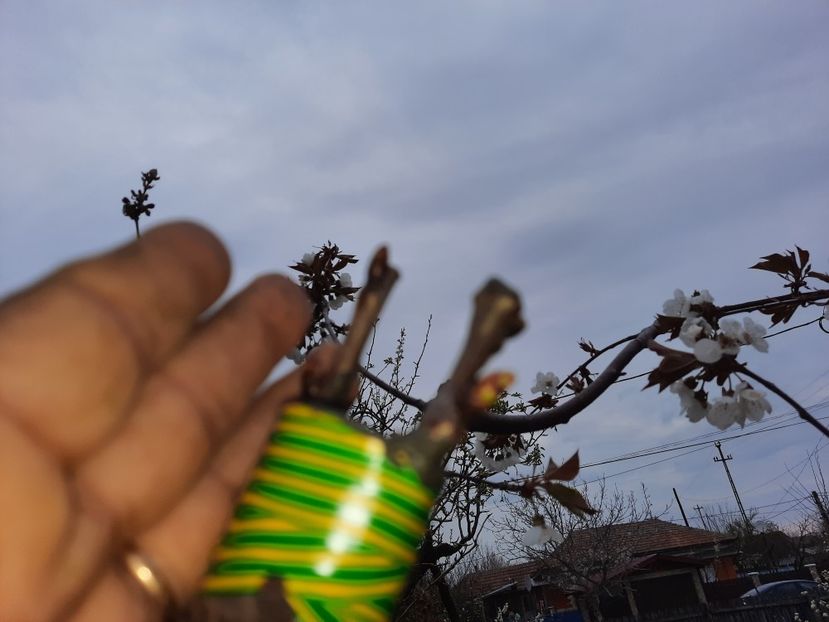 Cires de mai subscoarță în coroană - Altoiri 2021