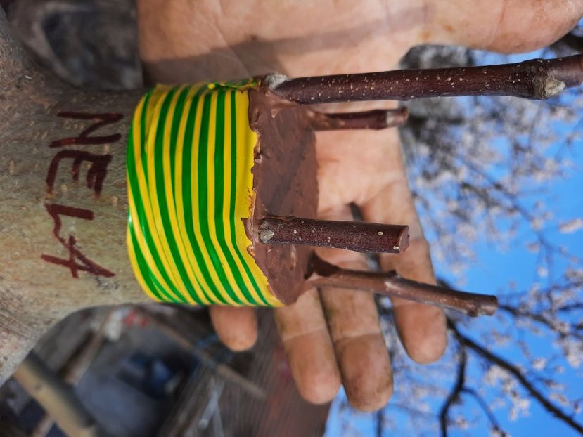 Florina subscoarță - Altoiri 2021