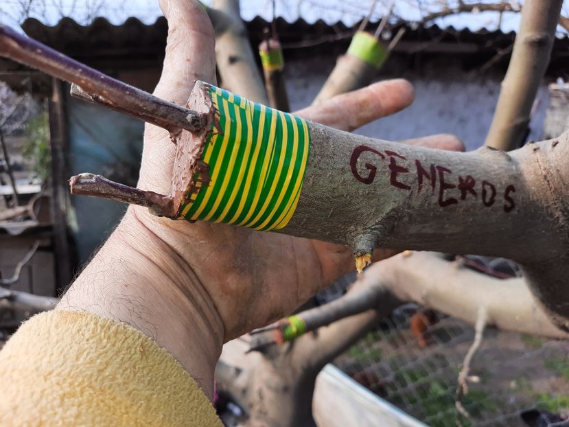 Generos subscoarță - Altoiri 2021