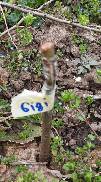 Para de la dl Gigi simplificată - Altoiri 2021