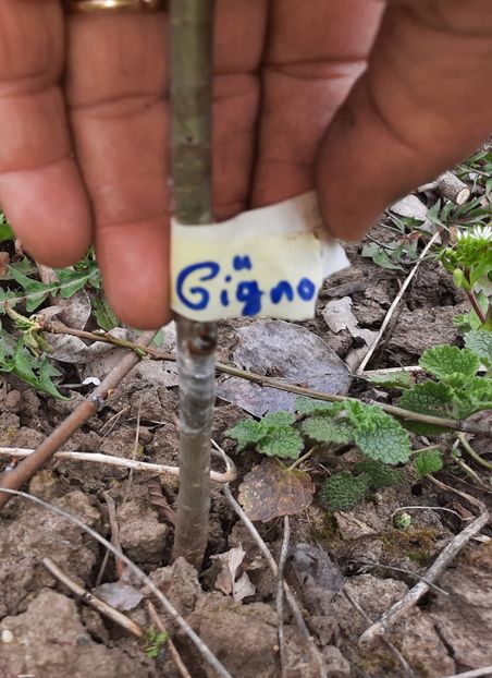 Bella di Giugno - Altoiri 2021