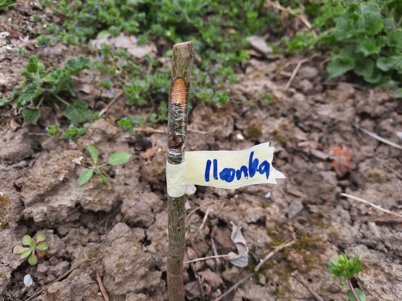 Ilonka - Altoiri 2021