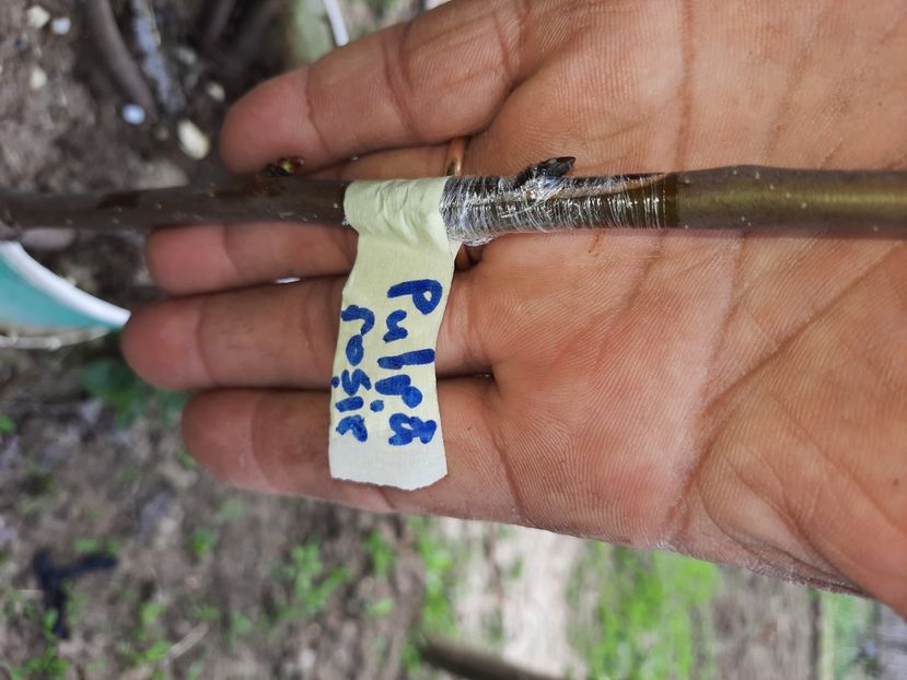 Par Pulpă Rosie cu intermediar Cure pe gutui - Altoiri 2021