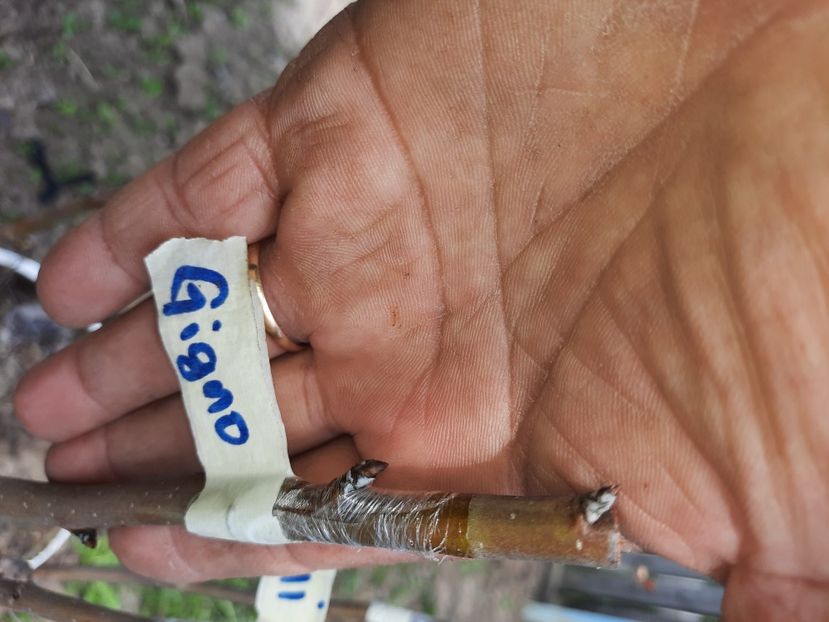 Bella di Giugno pe gutui cu intermediar - Altoiri 2021