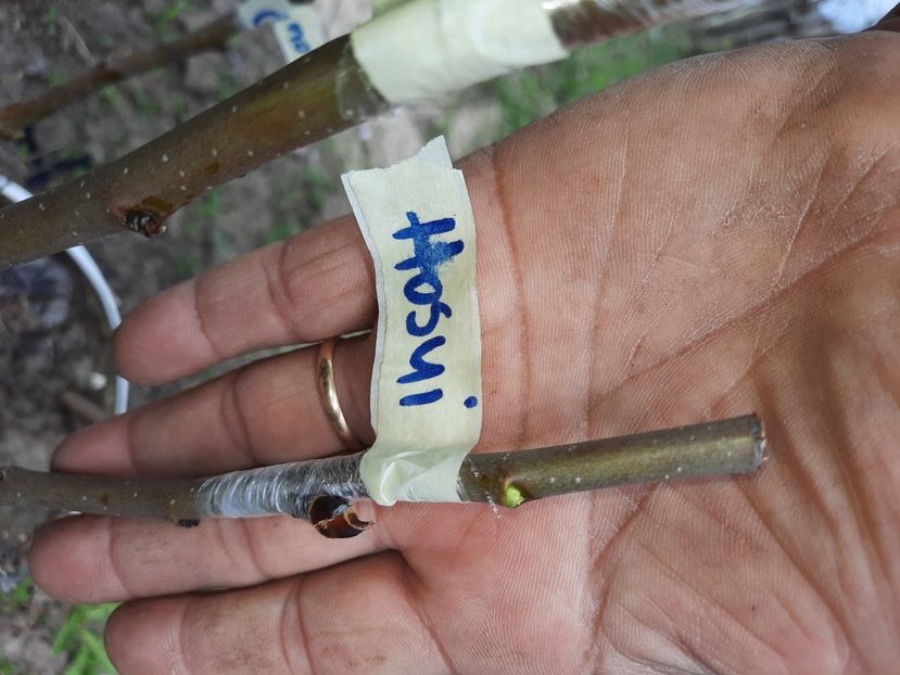 Hosui cu intermediar pe gutui - Altoiri 2021