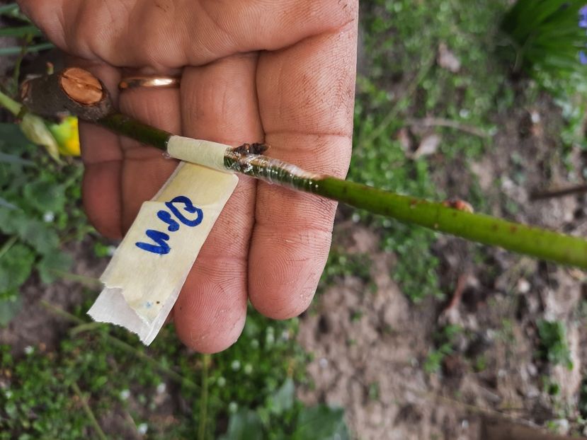 Piersic ornamental - Altoiri 2021