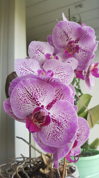  - Orhidee_3_monopodiale