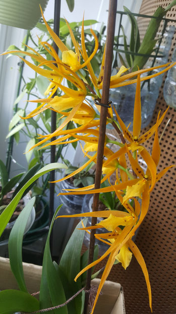 brassada "orange delight" - Orhidee_4_simpodiale cu pseudobulbi