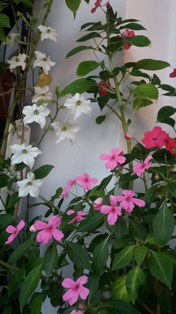 IMG-20210423- - Linişte şi flori