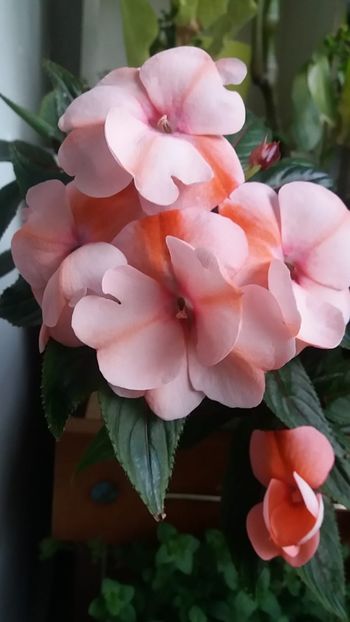  - Linişte şi flori