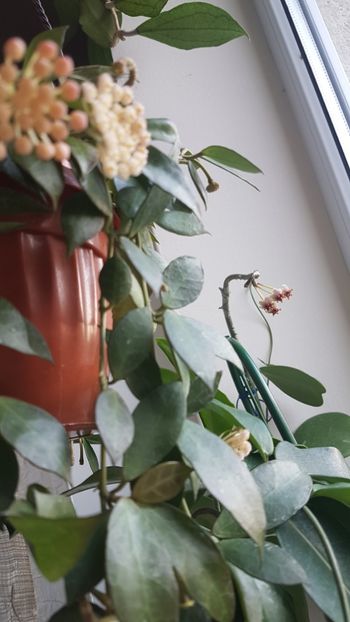  - 0 hoya infloriri in grup