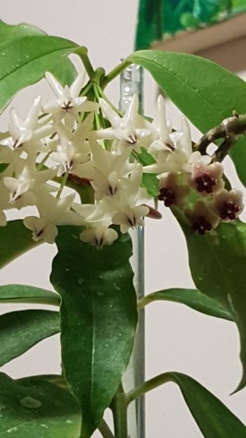  - 0 hoya infloriri in grup