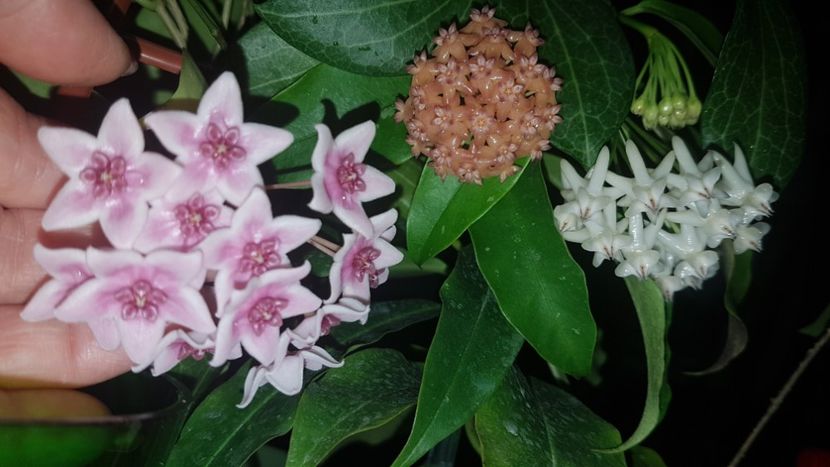  - 0 hoya infloriri in grup