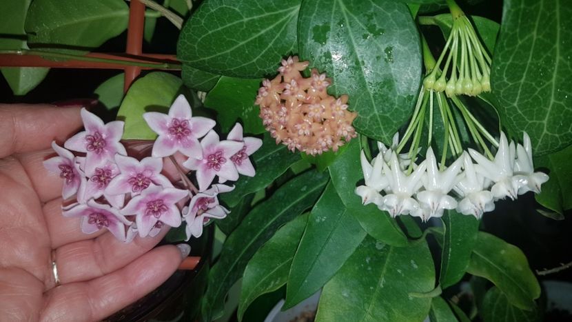  - 0 hoya infloriri in grup