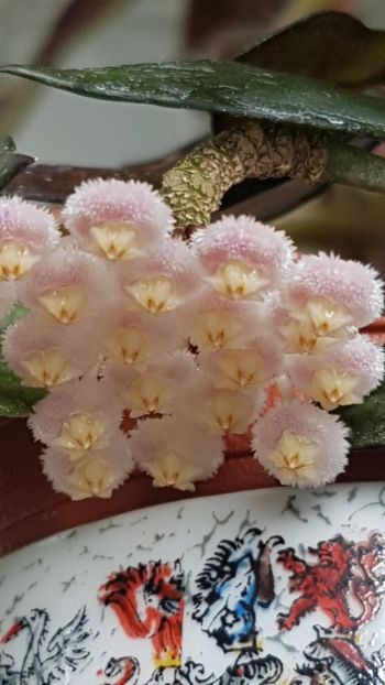  - Lacunosa cv tove pierdută