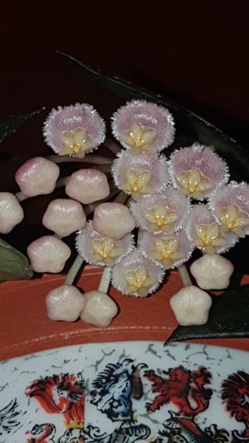  - Lacunosa cv tove pierdută