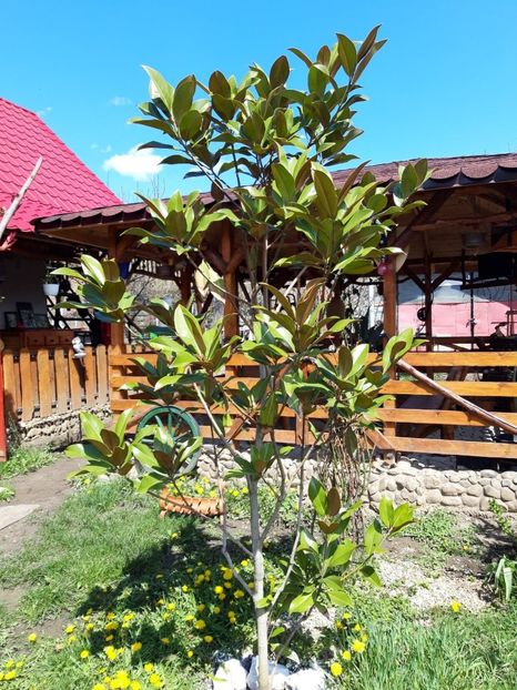  - magnoliile mele