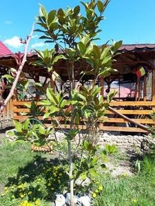 114353361_ZZIZGPJ - primavara 2021