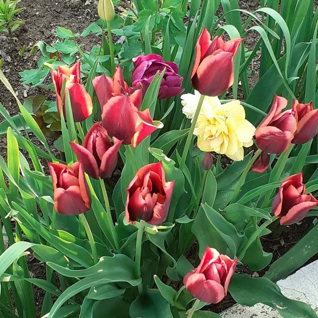  - 002Flori de primăvară 2021