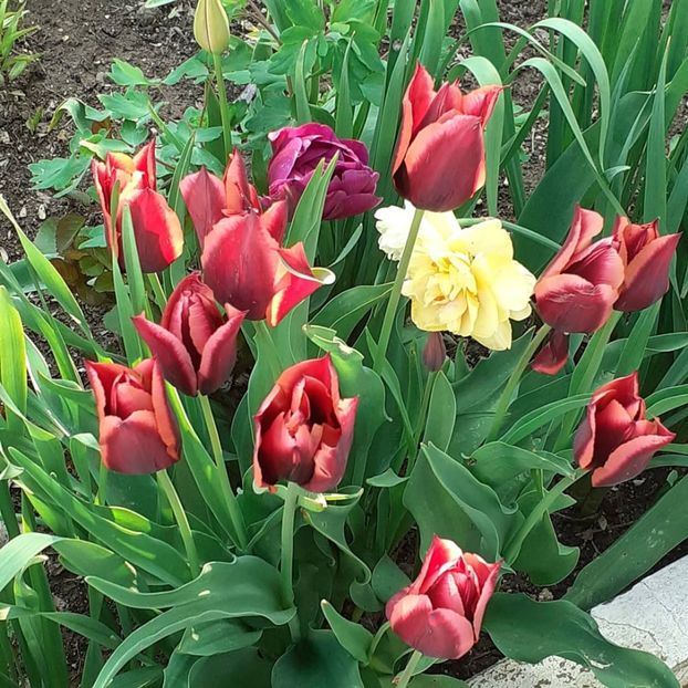  - 002Flori de primăvară 2021