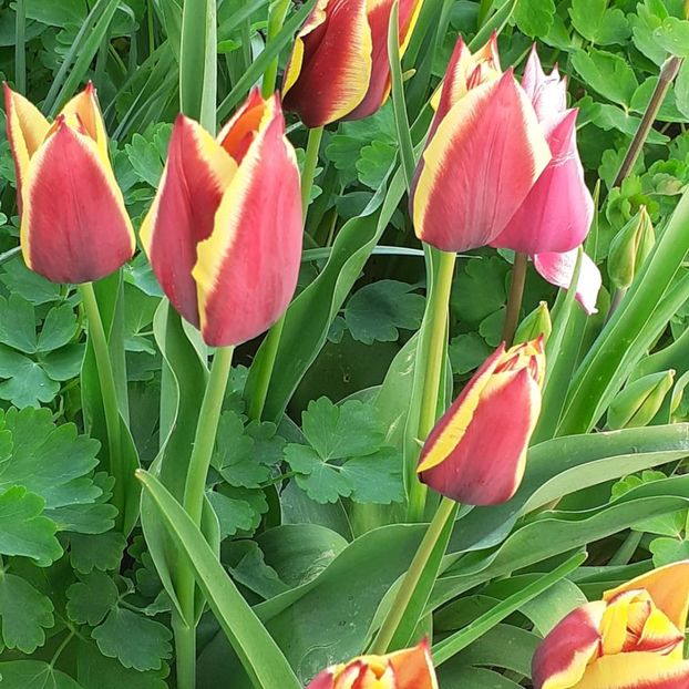  - 002Flori de primăvară 2021