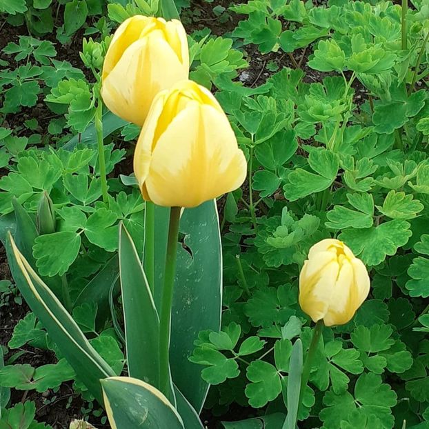  - 002Flori de primăvară 2021