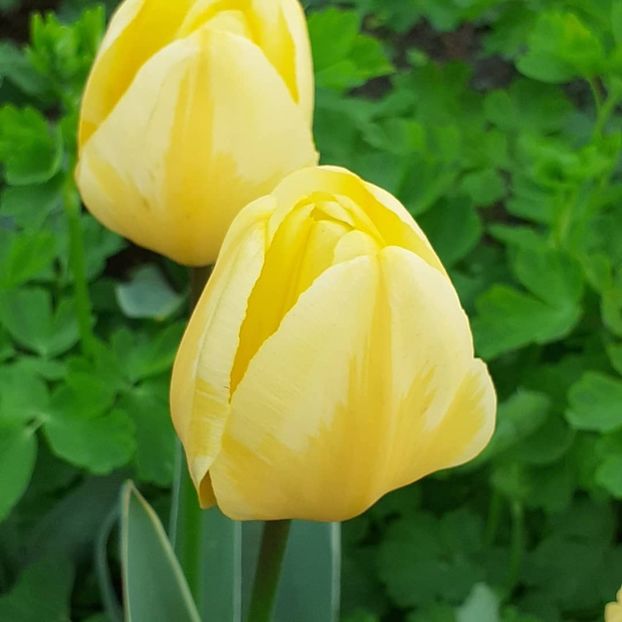  - 002Flori de primăvară 2021