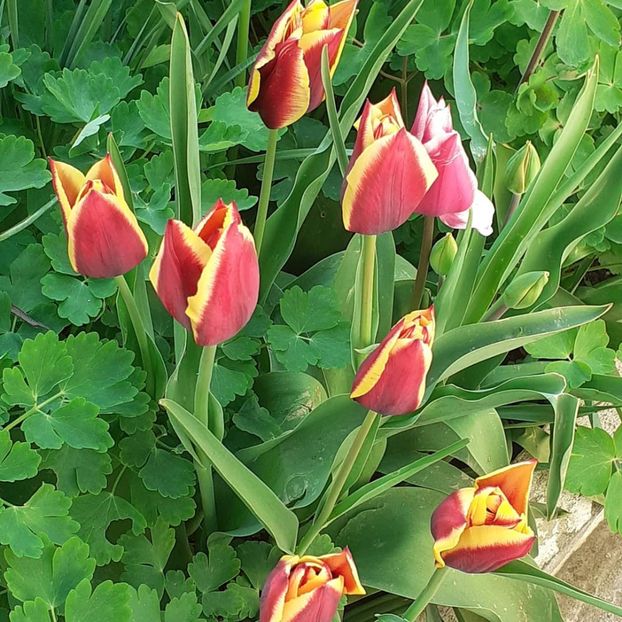  - 002Flori de primăvară 2021