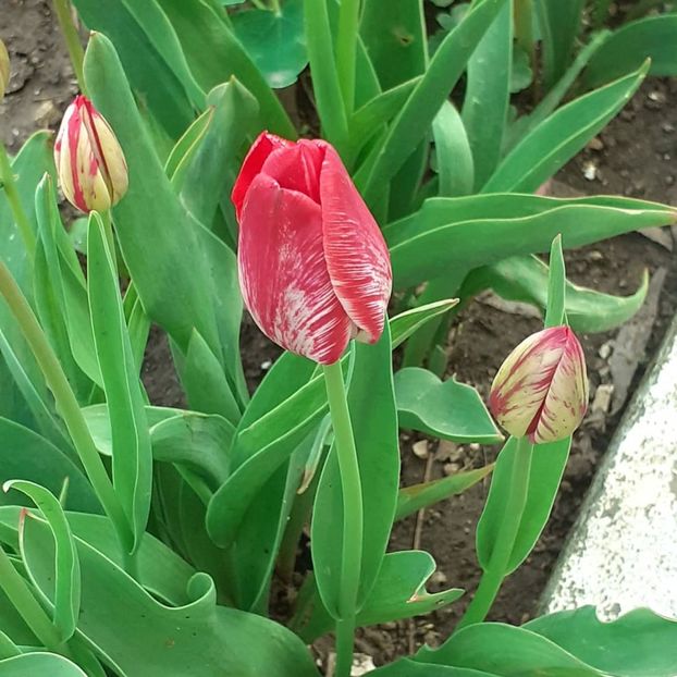  - 002Flori de primăvară 2021