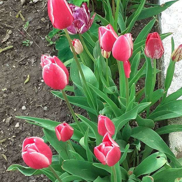  - 002Flori de primăvară 2021