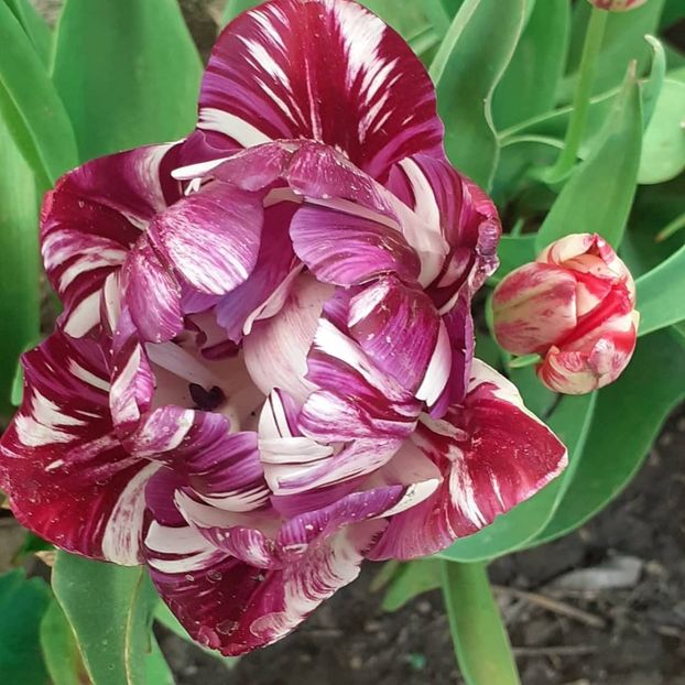  - 002Flori de primăvară 2021