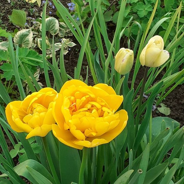  - 002Flori de primăvară 2021