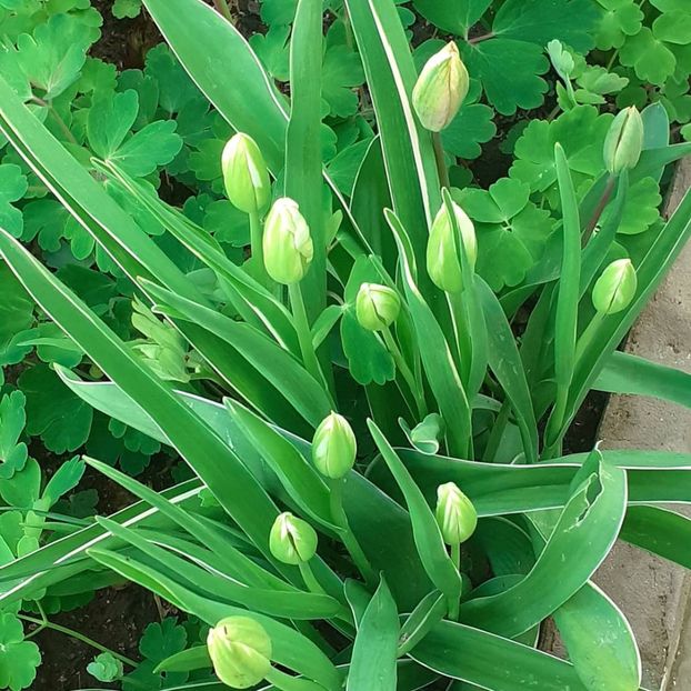  - 002Flori de primăvară 2021